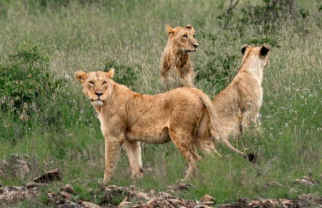 File image of lionesses at Nairobi National Park.