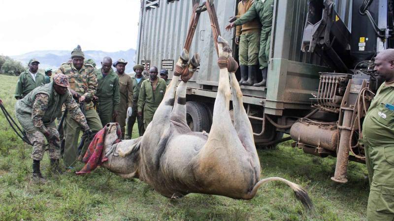 File image of relocation at Kedong Ranch