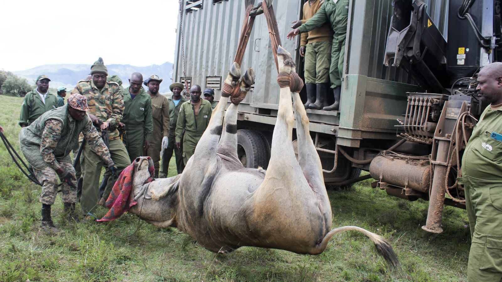 File image of relocation at Kedong Ranch