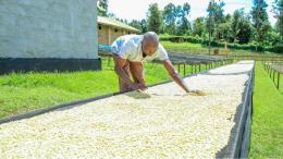 File image of a coffee farmer in Kirinyaga County