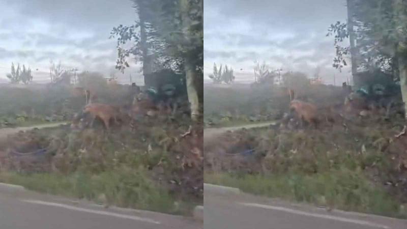 File image of the hyena spotted in Syokimau