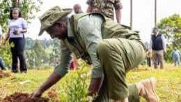 File image of President William Ruto during a past tree planting exercise