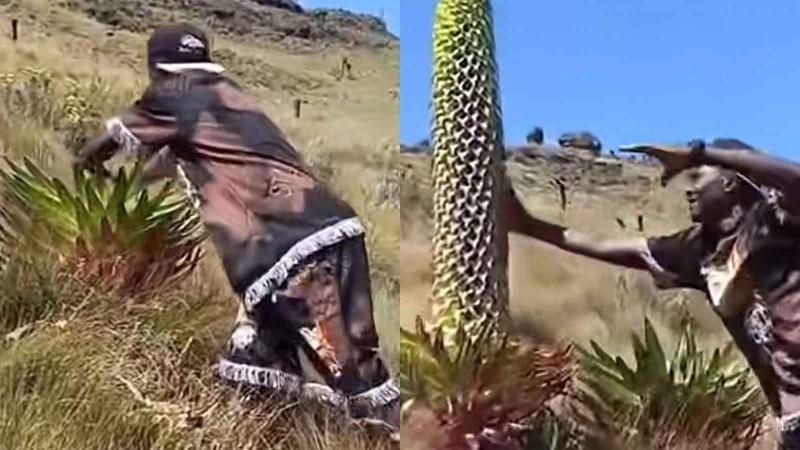 File image of the suspect destroying a Giant Lobelias