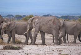 File image of elephants.