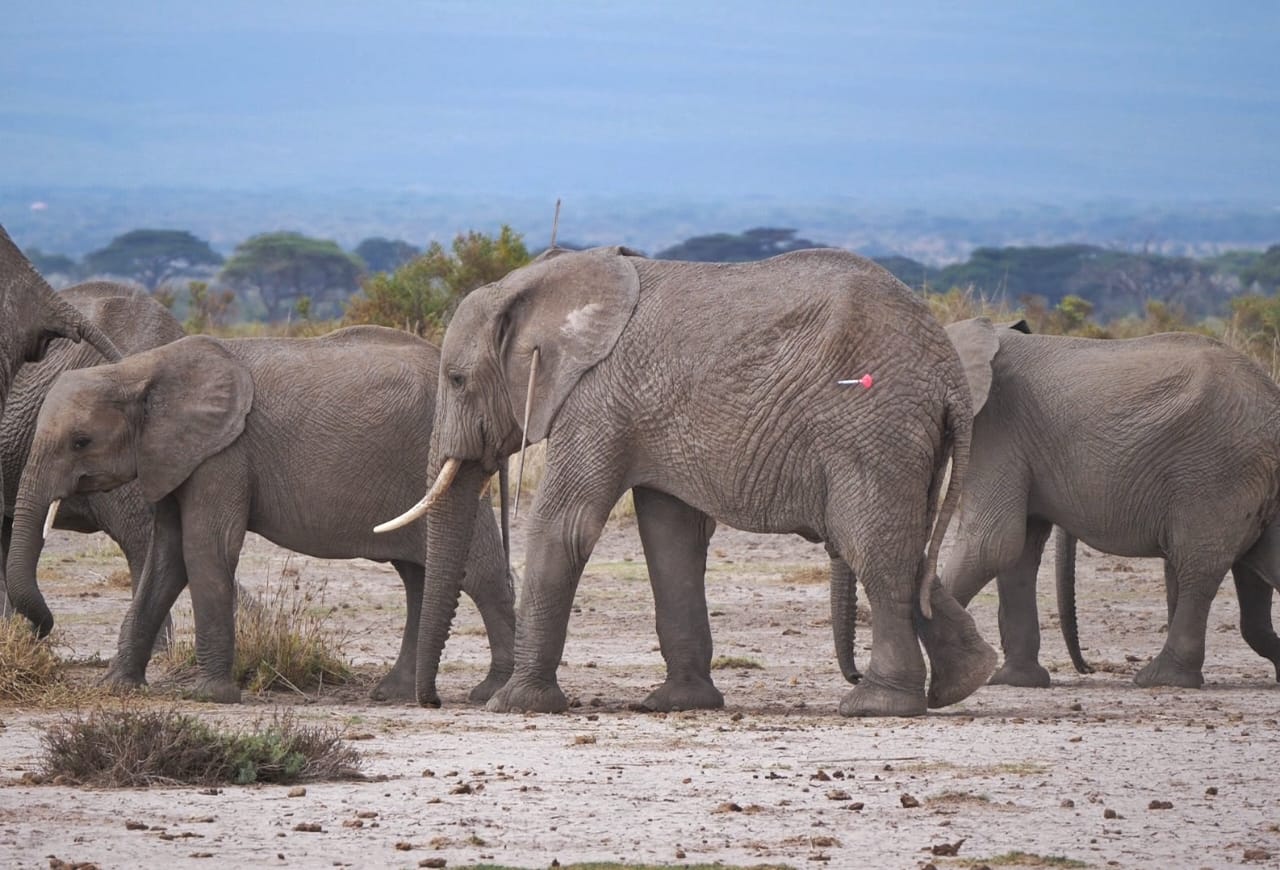 File image of elephants.