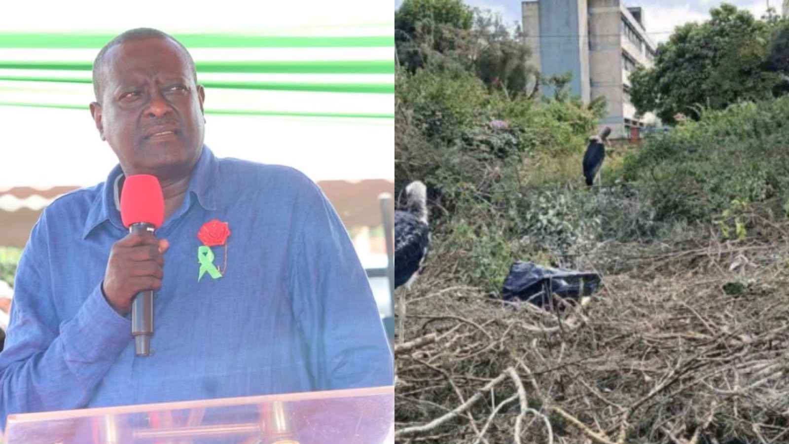 File image of KNH CEO Richard Lesiyampe and the fell trees