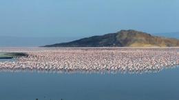 File image of flamingos