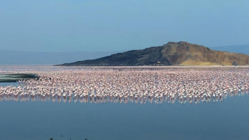 File image of flamingos