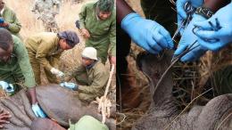 File image of the ear-notching and tagging exercise