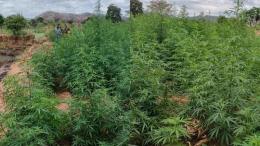 File image of bhang from the plantation