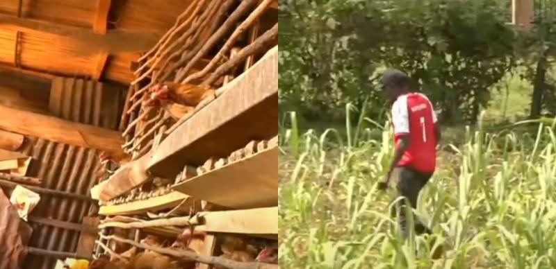 File image of chickens and a farmer in Kisii County