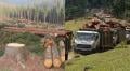 File image of tree felling at Aberdare Forest
